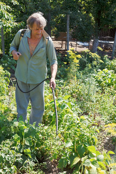 farmer sprays pesticide on potato plantation