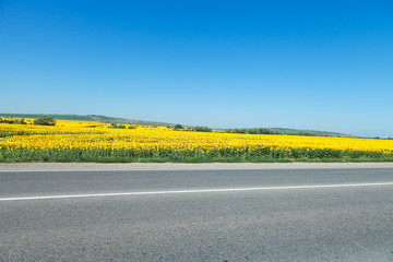 road and sunflower fields in Caucasus