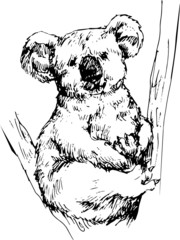 hand drawn koala