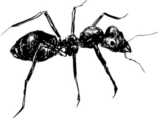 hand drawn ant