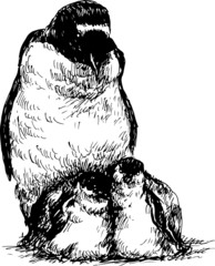 hand drawn penguin