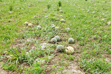 ripe watermelons on melon plantation