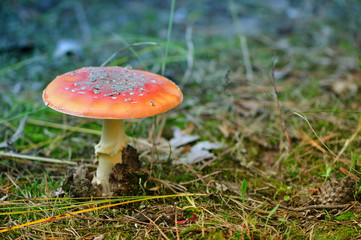 amanita muscaria