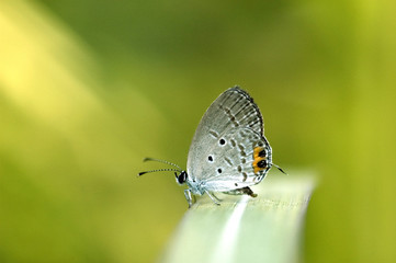 butterfly and green  background