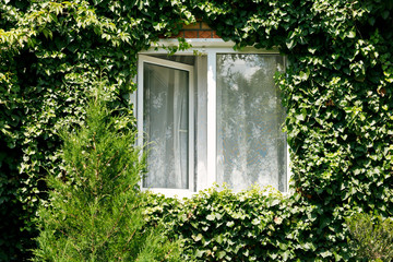 green ivy around new open window