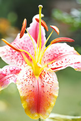 head of flower pink tiger lily close up