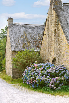 hydrangea flowers near typical old breton houses