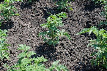 A potato orchard