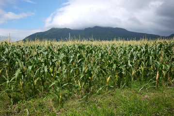 Fototapeta na wymiar Corn field with mountain background