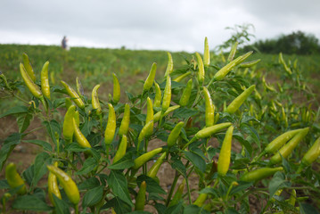 Small hot pepper field