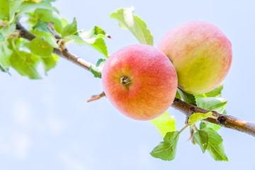 Two apples on a branch close up