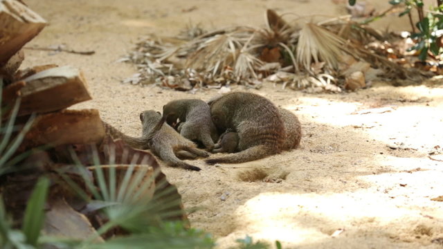 Family of Banded mongoose (Mungos mungo) digging the ground