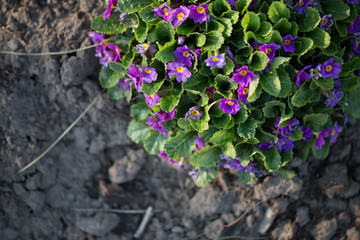 Flowers for your design