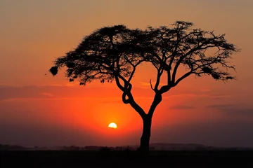 Foto op Aluminium Zonsondergang met gesilhouetteerde boom, Amboseli National Park © EcoView