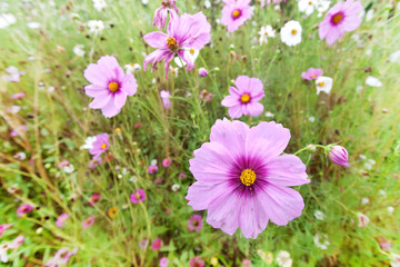 cosmos flower