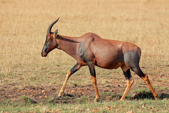 Topi antelope, Masai Mara National Reserve