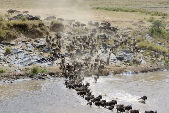 Wildebeest Crossing The Mara River 03