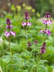 ヨツバシオガマ