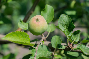 Green apples on an apple-tree branch