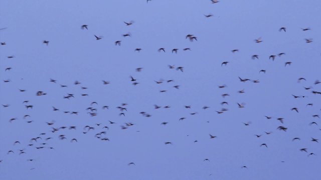 Flock of wild ducks in the Danube delta