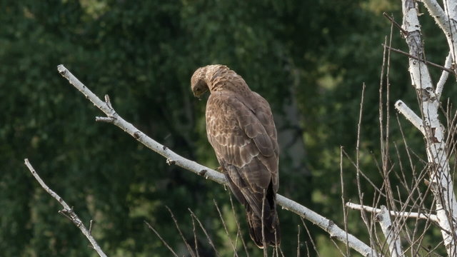 Honey buzzard, Pernis apivorus - Juvenile