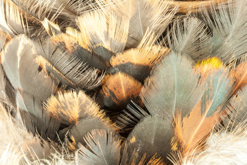 Closeup of feather duster.