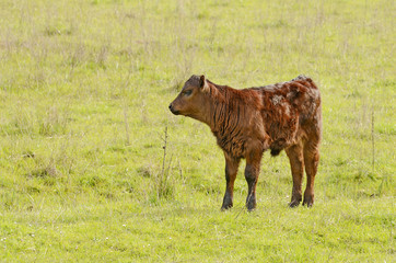 Angus Calf