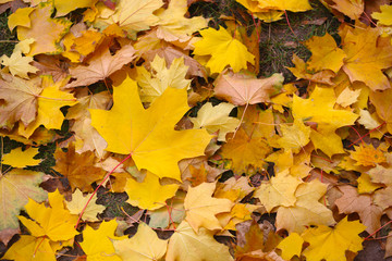 autumn in the city