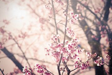 Vintage Cherry blossom background