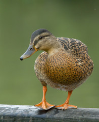 Mallard