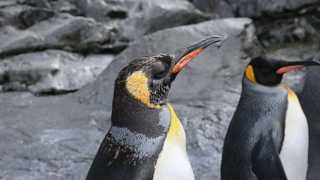 Penguin shake its head
