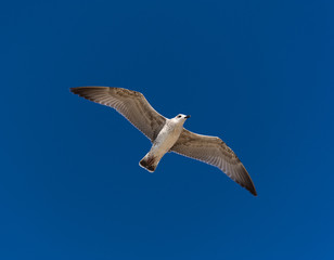 Seagull in flight