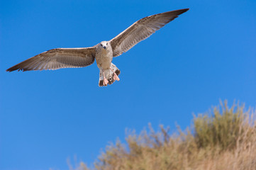 Seagull in flight