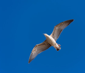 Seagull in flight