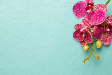 Orchid. © gitusik