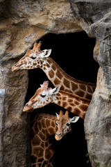Three giraffes looking out of a cave