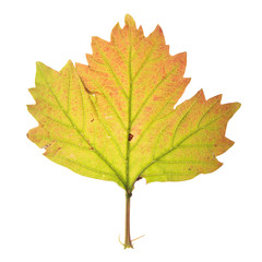 Autumn leaf of guelder rose isolated on white