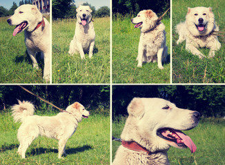 set of dogs Outdoors