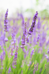 Fototapeta na wymiar Lavender flowers blooming background