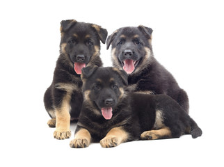 Shepherd puppies