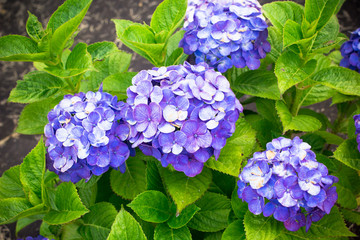 Blue Hydrangea flowers in summer of Tokyo, Japan
