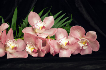 Orchidee