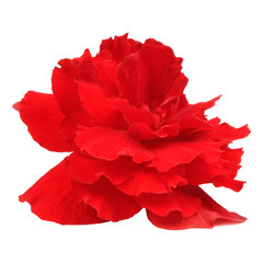 Red Begonia Flower Isolated on White Background