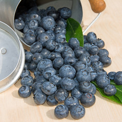 Heidelbeeren - Vaccinium