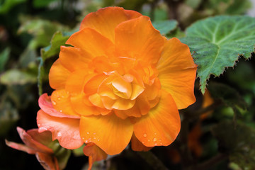 Details of an orange flower