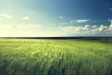 Foto op Canvas field of barley and sunny day © Iakov Kalinin