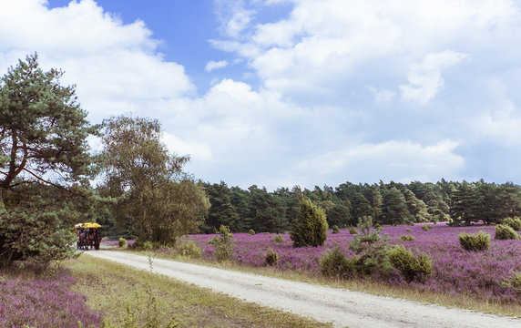 Kutschfahrt im Naturpark L&uuml;neburger Heide