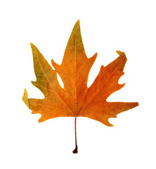 Autumn maple branch with leaves isolated on a white background