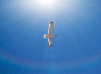 Sea gull flying in the blue sky under the rays of sun. © tuulijumala