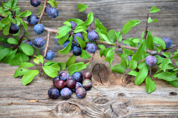Schlehdorn Beeren auf Holz
